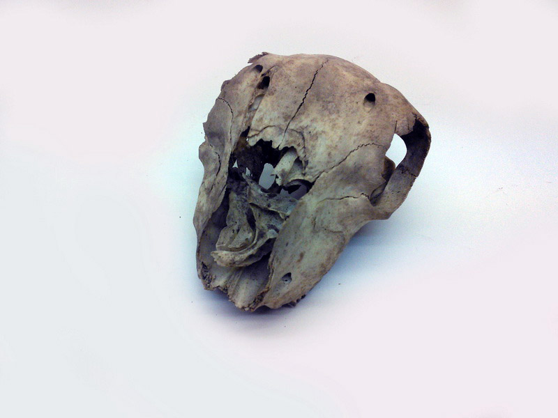 craneo animal 15x10x6 1u